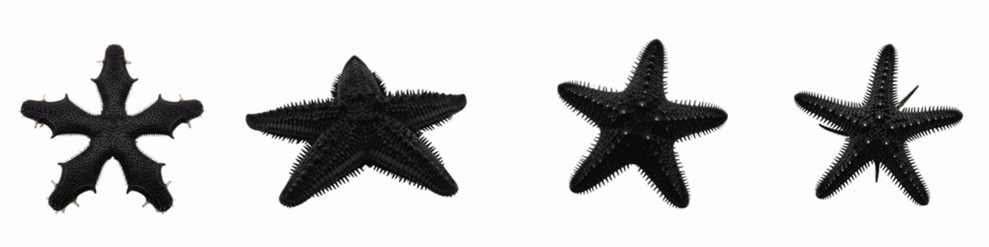 Collection of four different black starfish isolated on black background