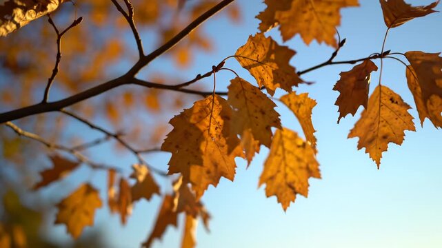 Autumn leaves on tree branch