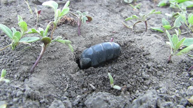  Black beetle digging a hole Common scarab Meloe proscarabaeus toxic