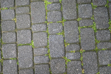 Fototapeta premium Pathway with stones and grass on a sunny day