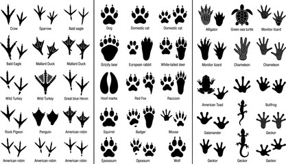 Animal track and footprint identification reference chart with labeled paw prints bird tracks and wildlife silhouettes black vector illustration © MDShakhawat