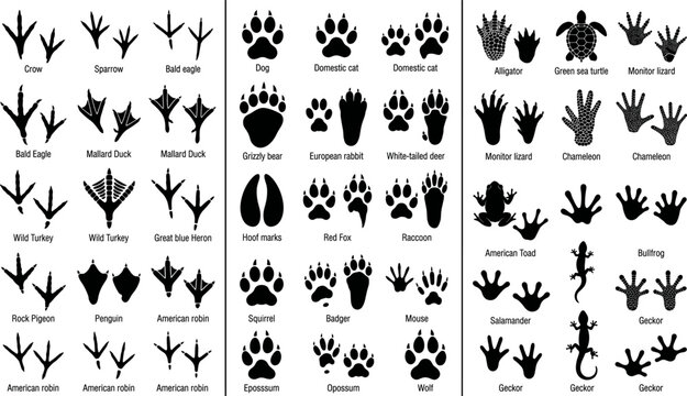 Animal track and footprint identification reference chart with labeled paw prints bird tracks and wildlife silhouettes black vector illustration