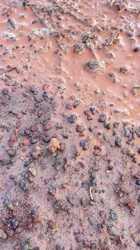 Ant, working ant action walking, unity team, Concept team work together red ant, black ant, Action of ant carry food
