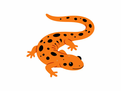 Orange Spotted Salamander Vector Illustration Isolated on White Background