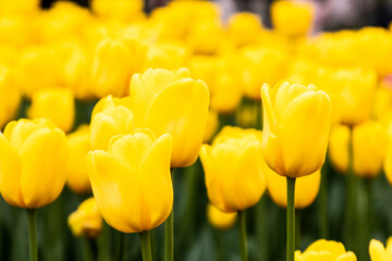 Fototapeta premium Colorful tulips bloom in spring