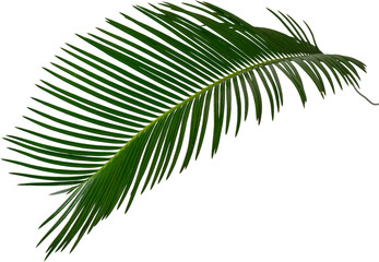 Naklejka premium Curved Sago Palm leaf branch, Mawar Jambe botanical element for tropical design.