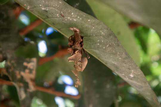 Macro shot of a bagworm moth cocoon hanging from the underside of a green leaf in a natural forest setting.