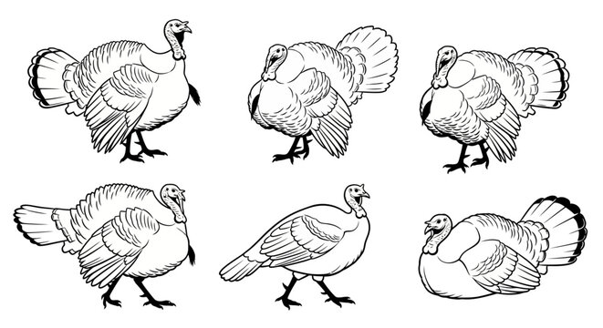 Set of Hand-Drawn Turkey Illustrations for Thanksgiving and Farm Design