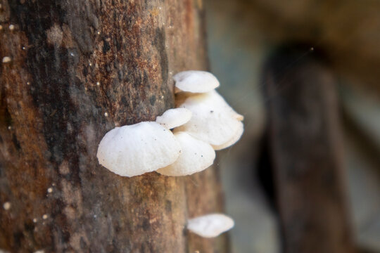 Macro shot of small white bracket fungi growing in a cluster on a weathered brown tree branch.