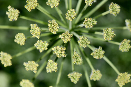 A top-down macro shot of a Zosima absinthifolia flower umbel, showcasing its intricate geometric structure and tiny yellow-green blossoms.