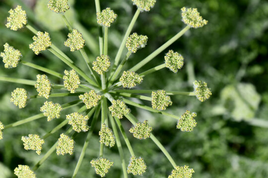 A top-down macro shot of a Zosima absinthifolia flower umbel, showcasing its intricate geometric structure and tiny yellow-green blossoms.