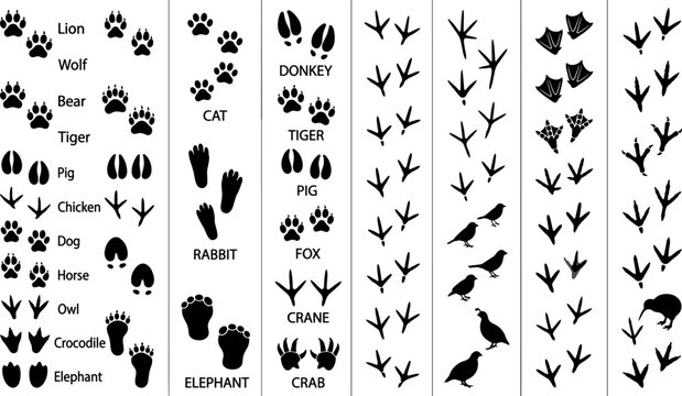 Animal track and footprint identification reference chart with labeled paw prints bird tracks and wildlife silhouettes black vector illustration