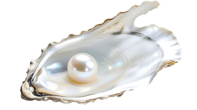 Open oyster with pearl isolated on white background