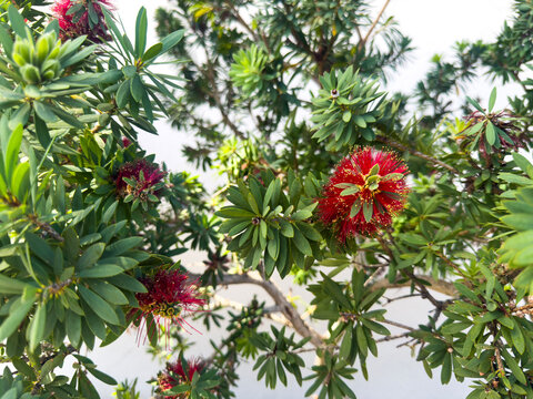 Top View of ʻŌhiʻa Plant with Red Flowers and Green Foliage, Hawaiian Botanical Background