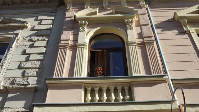 Dog looks down from apartment window with calm sad expression quiet city background feeling of isolation and limited space domestic life concept