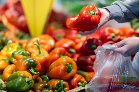 Woman hands hold a close up of bell peppers and put it in a bag for packaging. Customer prepares to weigh red peppers in a supermarket