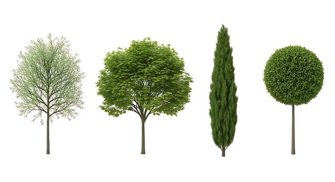 Four Trees Isolated on White Background