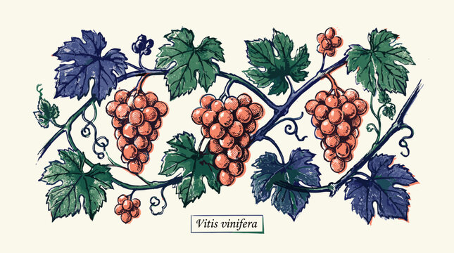 Vitis Vinifera &mdash; Grapevine Branch with Three Pink Grape Clusters, Leaves and Tendrils &mdash; Vintage Botanical Engraving Vector Illustration