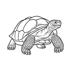 Fototapeta premium Detailed Line Drawing Of A Tortoise Walking