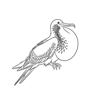 Frigatebird With Inflated Throat Pouch Line Drawing