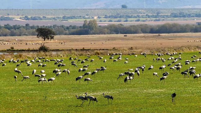 large quantities of common cranes, Grus grus, in the fields of Extremadura, pan shot 324a  
