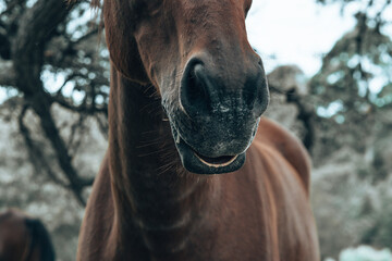 Naklejka premium Close-Up of Thoroughbred Horse Mouth with Saggy Lip – Moody and Humorous Equine Portrait pouting