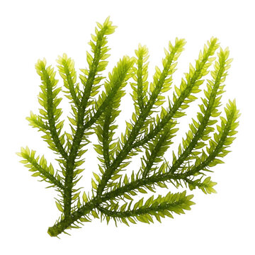 Bright green selaginella moss branch isolated on a transparent background