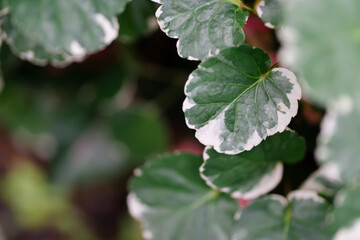 Fototapeta premium Top view of green and white variegated leaves of a Balfour Aralia (Polyscias scutellaria) plant.