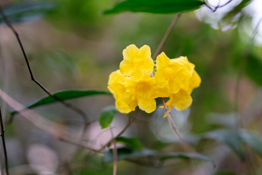Small cluster of bright yellow flowers blooming on a branch with soft bokeh background.