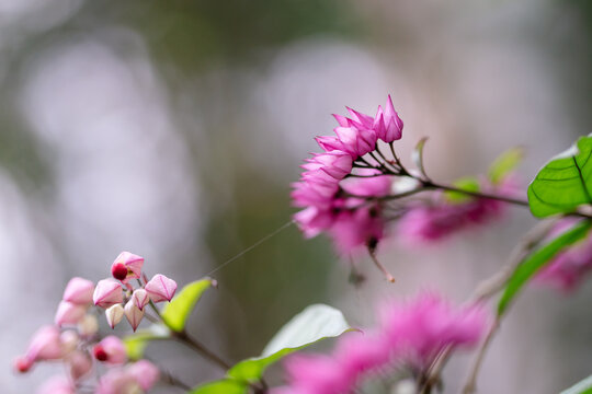 Pink bleeding heart vine buds and flowers in a garden with a soft blurred background.