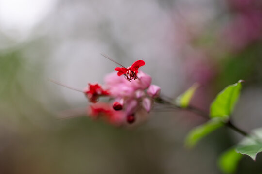 Close-up of bleeding heart vine (Clerodendrum thomsoniae) with red petals and pink sepals.