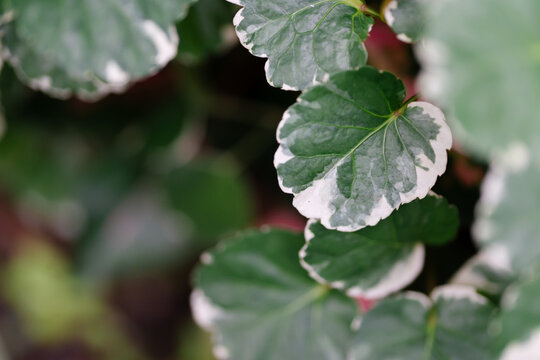 Top view of green and white variegated leaves of a Balfour Aralia (Polyscias scutellaria) plant.