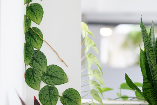 Satin pothos (Scindapsus pictus) vine with silver variegated leaves climbing a white wall.