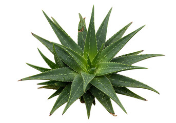 Fototapeta premium top view of fresh green aloe vera plant with dew drops on white background