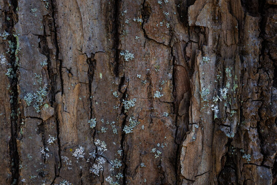 Closeup texture of tree bark. Pattern of natural brown tree bark background. Rough surface of trunk. Dirt skin of old maple wood trunk