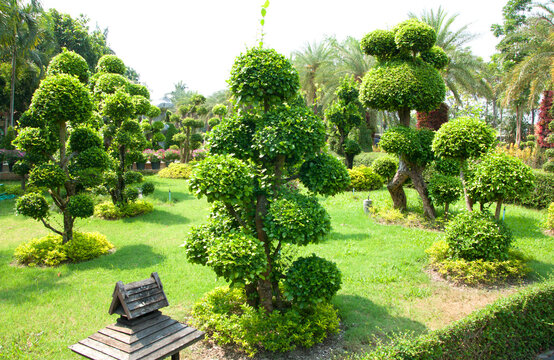 Lush green bonsai garden