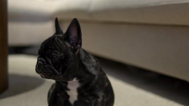 A cute brindle French Bulldog puppy looking curiously at the camera while sitting in a modern home interior. Authentic pet lifestyle and wellness concept.