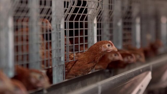 Chickens in metal cages at poultry farm feeding line in production system