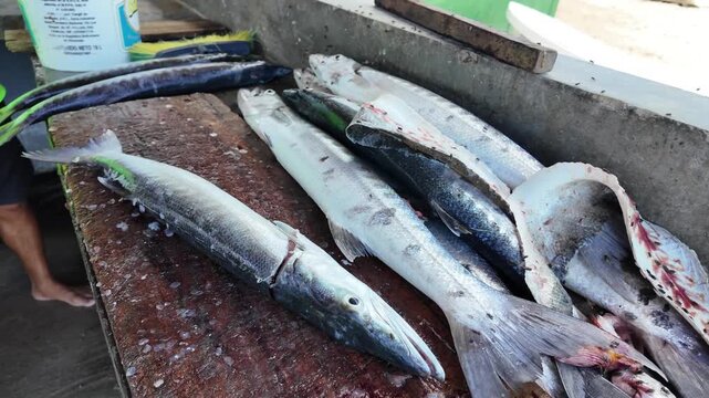 Close-up, raw footage of a fisherman filleting a fresh barracuda at an open-air market, capturing the gritty, real-life artisanal workflow
