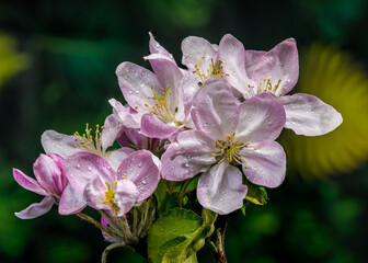 Naklejka premium Pink and white almond tree blossoms on a branch in spring