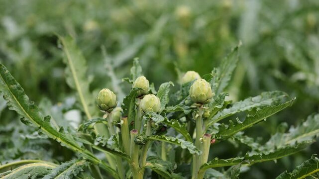 Fresh artichokes ripening on bushes in a rural plantation during the harvest season