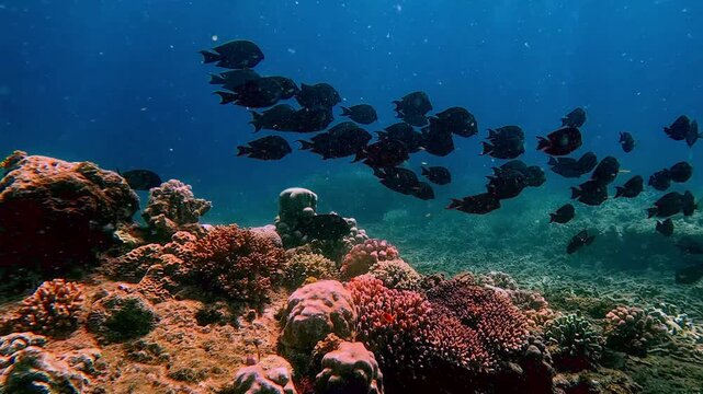 Tracking shot of a group of black tang and brown surgeonfish swimming peacefully along the colorful corals growing in abundance on the seafloor, seen during snorkeling in Dauin, Philippines