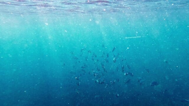 A school of bigeye scad (Selar crumenophthalmus) feeding on the glittering plankton particles bathe in sunlight creating a hypnotic dreamy scene. Dauin, Philippines