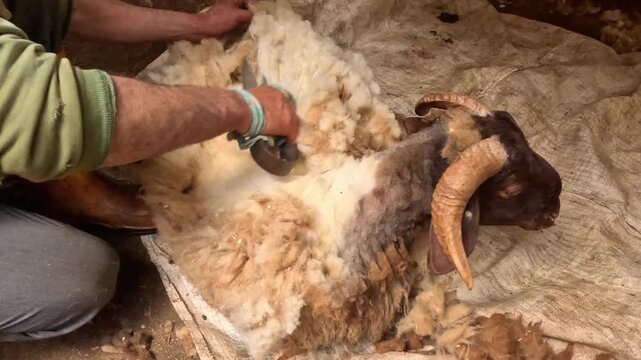 Shearer carefully removes wool from a sheep in a controlled barn setting using professional shearing equipment, highlighting livestock care, animal welfare, and wool production practices.
