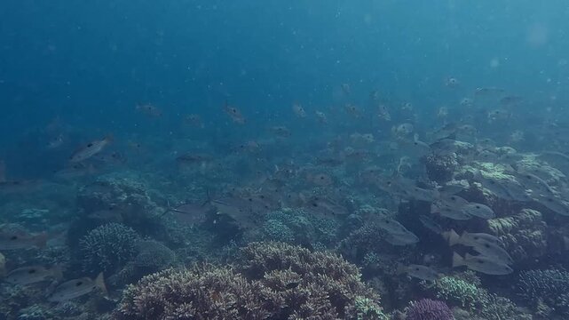 School of blackspot snapper (lutjanus fulviflamma) swimming in hypnotic unison as they feed on particles rising like glitters in the water creating a magical underwater scene. Dauin, Philippines
