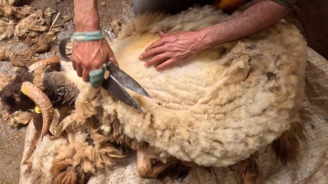 Shearer carefully removes wool from a sheep in a controlled barn setting using professional shearing equipment, highlighting livestock care, animal welfare, and wool production practices.