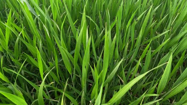 Green awned wheat spikes in early grain development stage, showing thick compact heads with moderate long bristles, highlighting cereal crop growth, field agriculture, and preharvest cultivation.