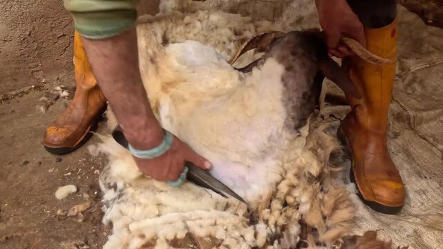 Shearer carefully removes wool from a sheep in a controlled barn setting using professional shearing equipment, highlighting livestock care, animal welfare, and wool production practices.