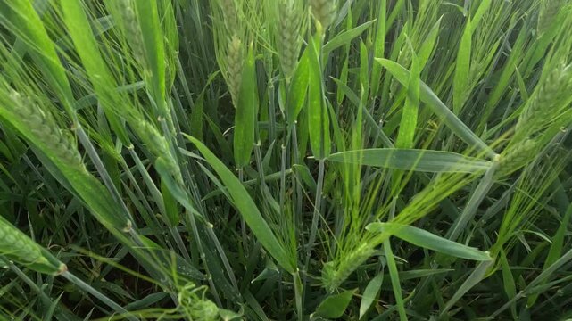 Green awned wheat spikes in early grain development stage, showing thick compact heads with moderate long bristles, highlighting cereal crop growth, field agriculture, and preharvest cultivation.