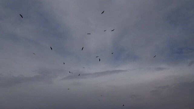  Flock of birds moving across cloudy sky creating shapes and harmony in flight, symbolizing migration and natural instinct of wildlife in endless airspace view. 